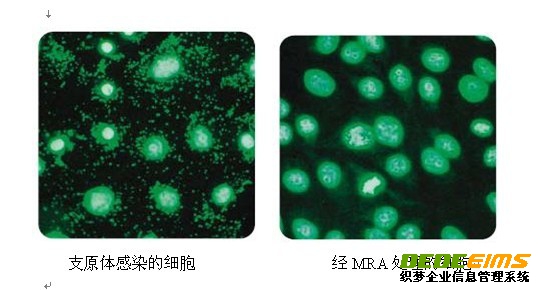 支原體去除試劑MRA具有強的抵制支原體活性，使用方便及作用濃度低，細胞毒性