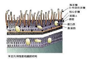 內毒素