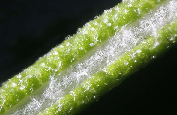 放大125倍的迷迭香。格林伯格的顯微照片揭示出日常食品和飲料的獨特結構